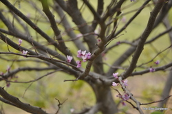 Cercis Ace of Hearts — photo 2